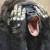 :iconjacksparrowlova104: