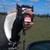:iconjacobthebeast: