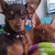 :iconjade01: