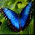 :iconjade16oni: