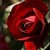 :iconjade83d: