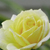 Jaded-Zero :iconjaded-zero: