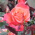 :iconjaderen123: