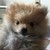 :iconjadesugarsweet1: