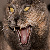 :iconjadesyuevil: