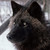 :iconjadewolf23: