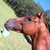 :iconjadeyhorse: