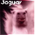 :iconJaguar-1: