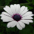 :iconjaguar02: