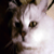 :iconjaguar666: