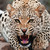 :iconjaguarsheart: