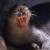 :iconjaguarundi44: