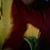 :iconjakeriot: