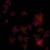 :iconjakevenom: