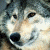 :iconJaKeWoLfF: