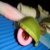 :iconjakyn: