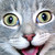 :iconjalapenoeggs: