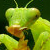 :iconjamaikinha: