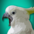 :iconjames101devil23: