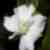 :iconjammin65: