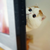 :iconjanebluebell:
