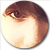 :iconjanerok: