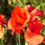 :iconjaniesgarden: