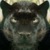 :iconjanusblackjaguar: