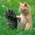 :iconjapan71169: