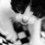 :iconjapanfish: