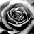 :iconjasdebi: