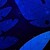 :iconjase21: