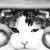 :iconjasemaine-cz: