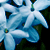 :iconjasmineblue: