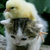 :iconjassyphei: