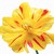:iconjavelin14185: