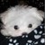 :iconjavelon: