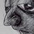 :iconjawnagione: