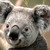 :iconjaws210x: