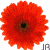 :iconjawshie: