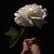 :iconjax106931:
