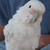 :iconjay106:
