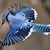 :iconjay5312: