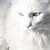 :iconjayfeather368: