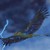 :iconjayhawk1395: