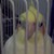 :iconjaymariepomales: