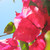 :iconjazdreamer: