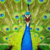 :iconjazz266: