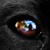 :iconjazzedbird: