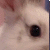 :iconjazzypizzazzy: